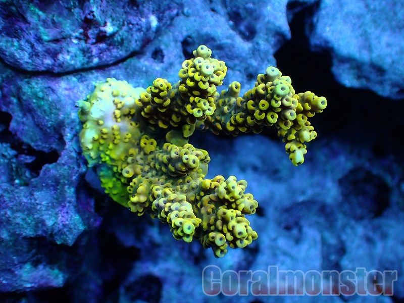 Acropora Pikachu (ミドリイシ） インドネシアブリード　268