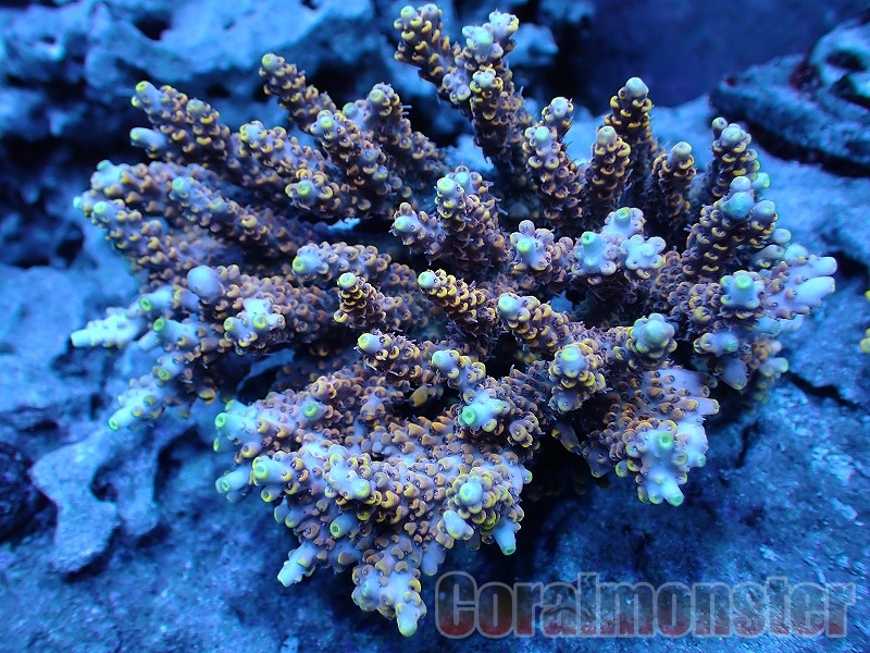 珊瑚　(1) Blood Coral K18血赤珊瑚リング (NO.48044) – JEX宝石ギャラリー