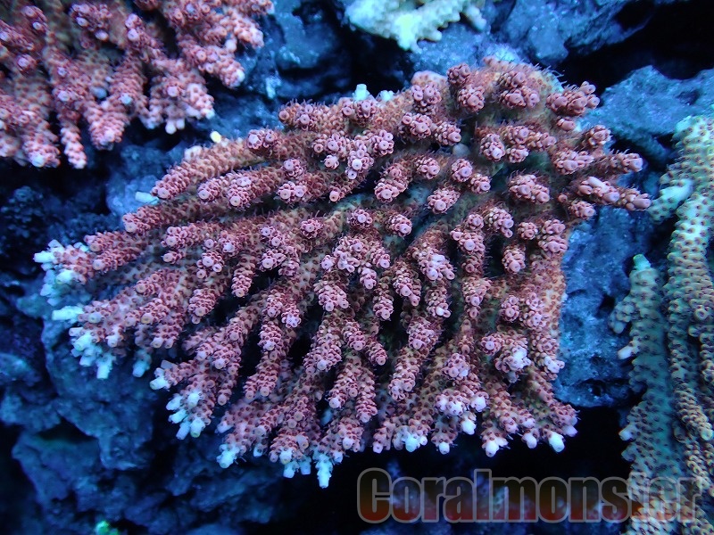 Acropora microclados (ミドリイシ） インドネシア産　290