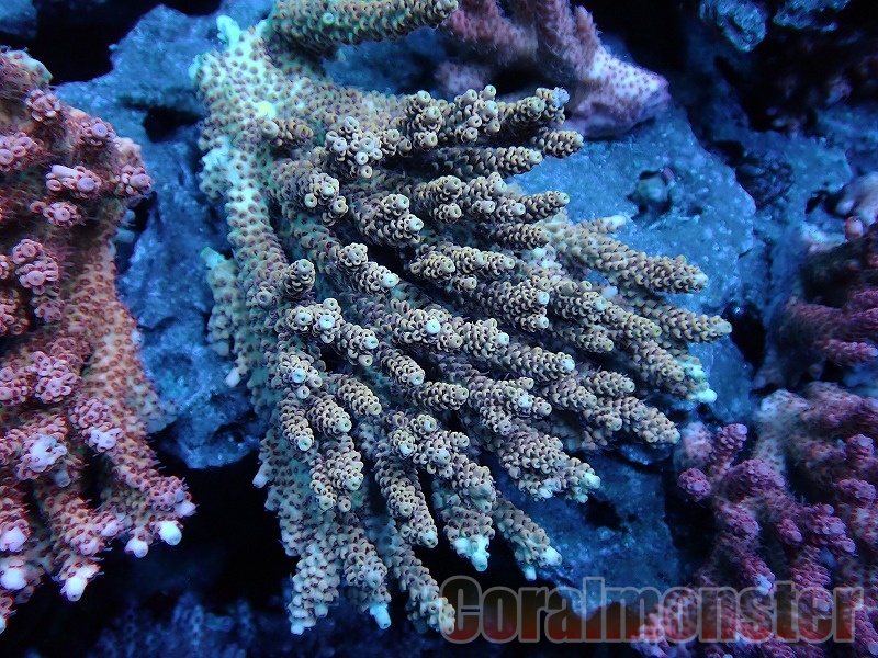 コエダミドリイシ　トゲミドリイシ　エダコモン　キャピタタコモン　4種　サンゴ コエダミドリイシ トゲミドリイシ エダコモン キャピタタコモン 4種