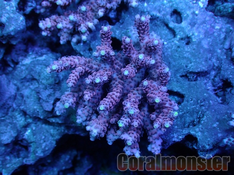商品検索 | サンゴ通販なら大阪の専門店 Coralmonster-コーラル