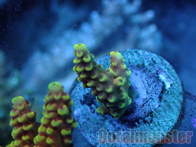 Acropora CM Amaterasu (ミドリイシ） Frag 342