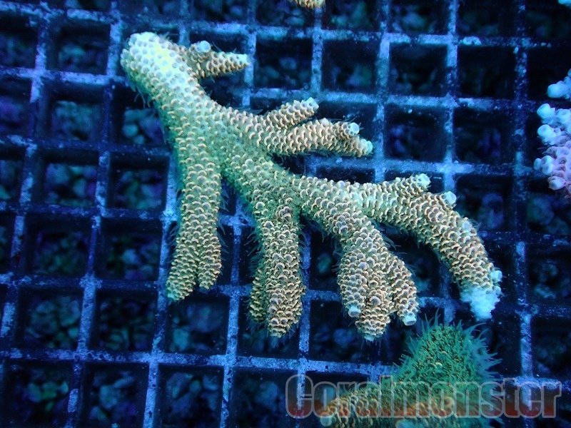 商品検索 | サンゴ通販なら大阪の専門店 Coralmonster-コーラル