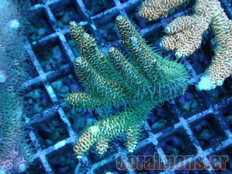 商品検索 | サンゴ通販なら大阪の専門店 Coralmonster-コーラル
