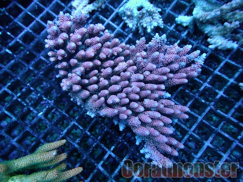 商品検索 | サンゴ通販なら大阪の専門店 Coralmonster-コーラル