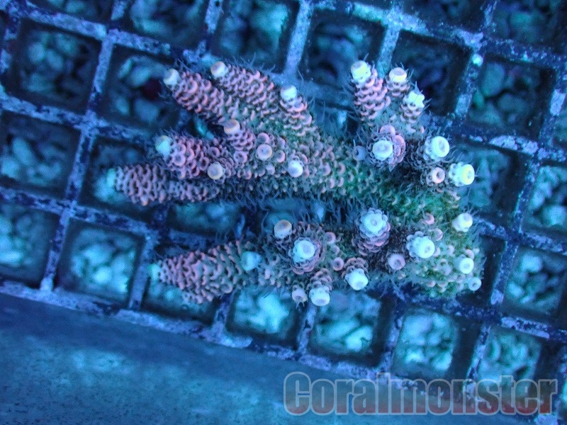 商品検索 | サンゴ通販なら大阪の専門店 Coralmonster-コーラル