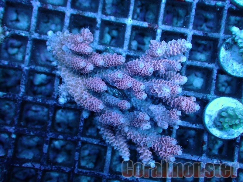 商品検索 | サンゴ通販なら大阪の専門店 Coralmonster-コーラル
