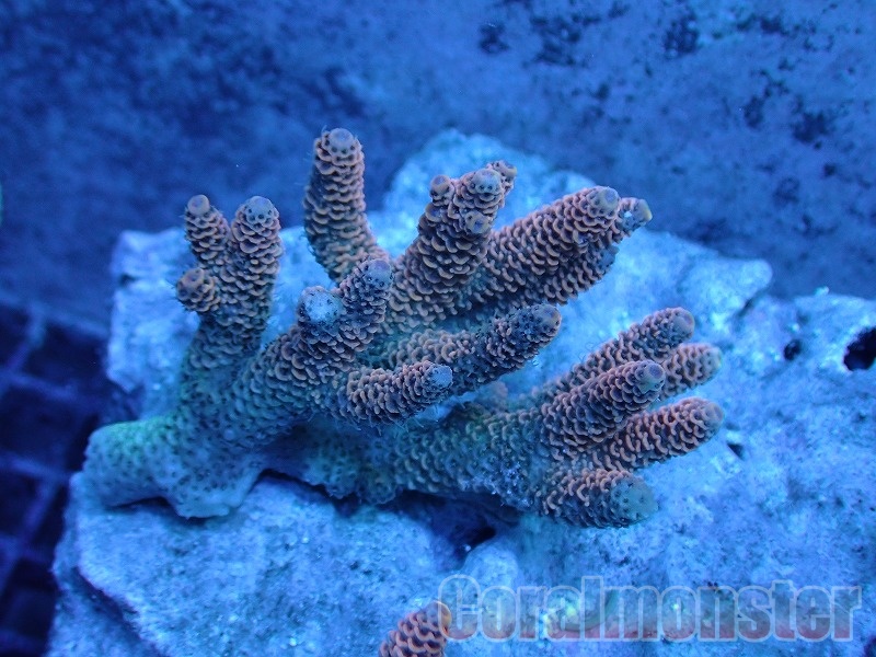 商品検索 | サンゴ通販なら大阪の専門店 Coralmonster-コーラル