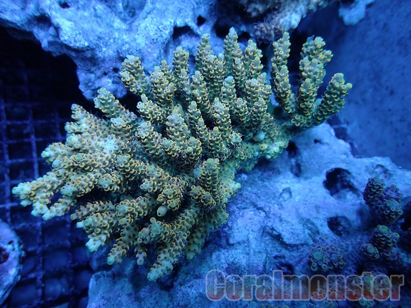 ミドリイシさん、 ミドリイシ