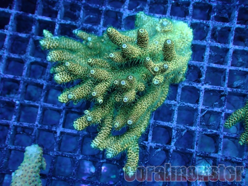 Acropora (ハイマツミドリイシ） インドネシア産　404