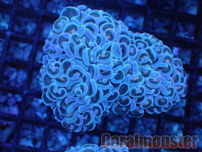 coral farmers 1円スタートサンゴ！ ホンタコアシサンゴ・スーパーメタグリーン　 coral farmers 1円スタートサンゴ！ ホンタコアシサンゴ・パープル