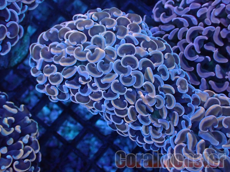 商品検索 | サンゴ通販なら大阪の専門店 Coralmonster-コーラル