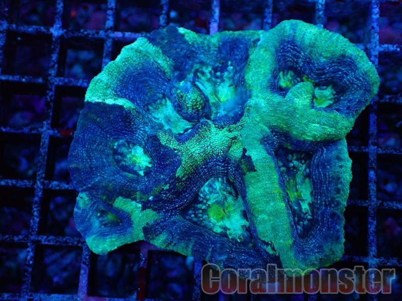 こもれび365　気孔石25kg　3-18cmランダム発送 こもれび365様専用 気孔石25kg 3-18cmランダム発送