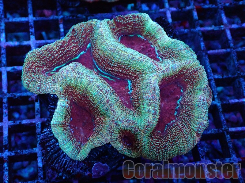 サンゴ/ソフトコーラル/希少/ディスク モザイク モスグリーン p1 美エメラルドグリーンディスクコーラル☆単体１枚販売