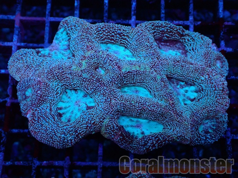 商品検索 | サンゴ通販なら大阪の専門店 Coralmonster-コーラル