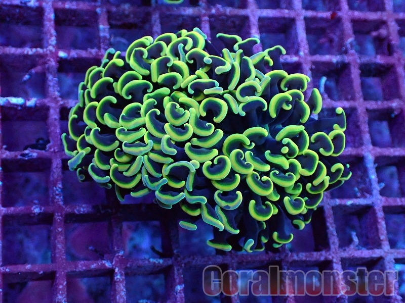 商品検索 | サンゴ通販なら大阪の専門店 Coralmonster-コーラル