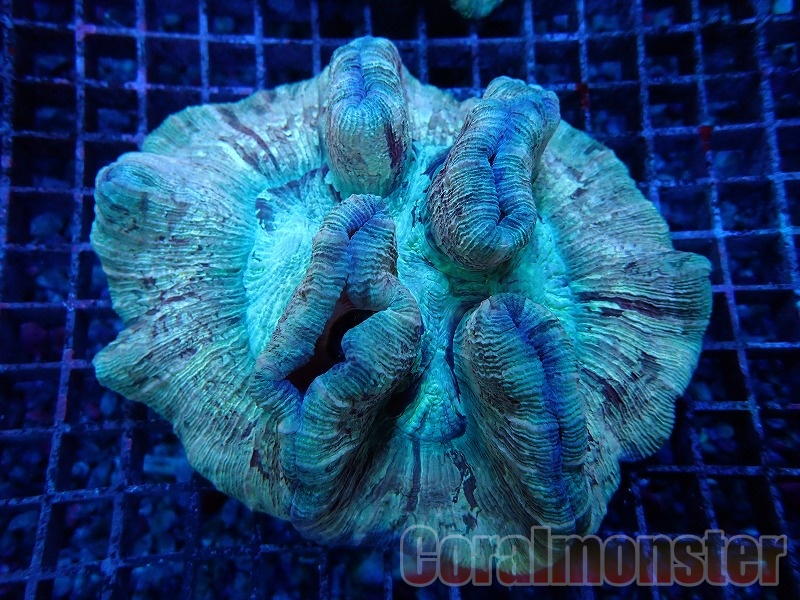 ブレインコーラル サンゴ 標本 16cm 自然科学 インテリア アクアリウム