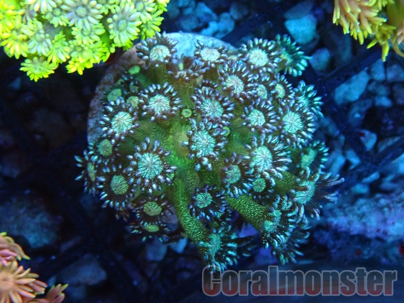 ハナガササンゴ(Glitter Goniopora) インドネシア産 145