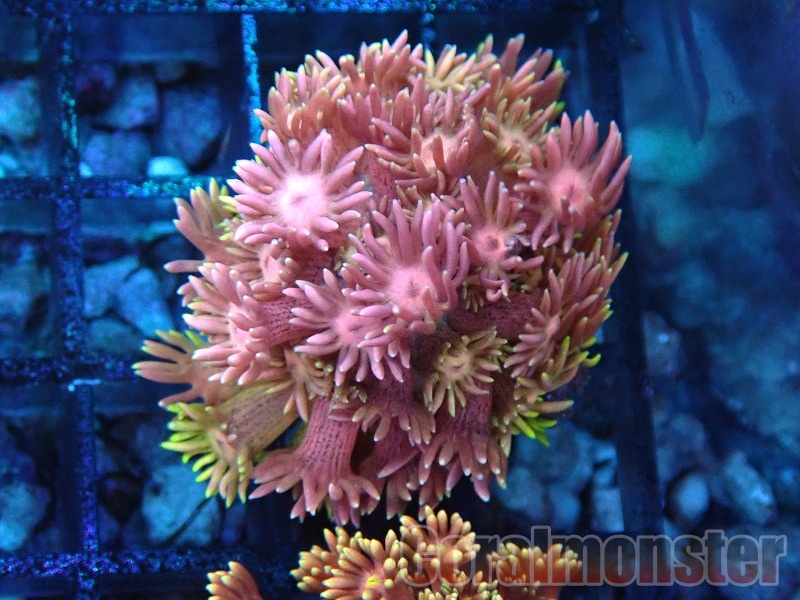 ハナガササンゴ(Goniopora) インドネシア産 148