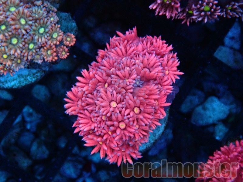 商品検索 | サンゴ通販なら大阪の専門店 Coralmonster-コーラル