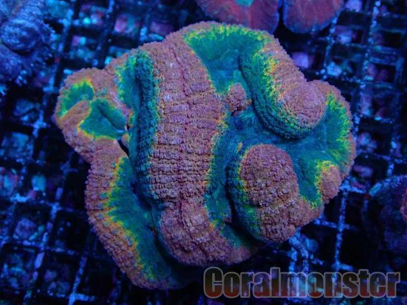 商品検索 | サンゴ通販なら大阪の専門店 Coralmonster-コーラル