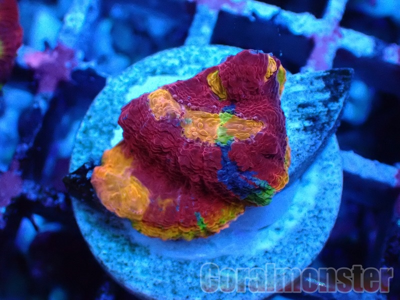 オオバナサンゴ グリーンマルチ オオバナサンゴ マルチカラー