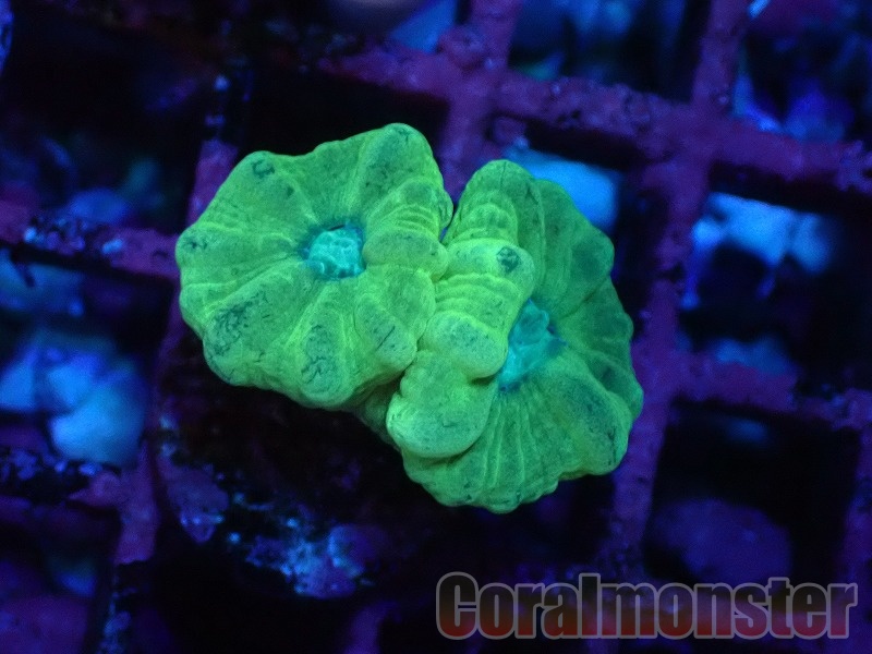 フラワーコーラルグリーン フラワーコーラルグリーン No.3 フラワーコーラル を買うなら