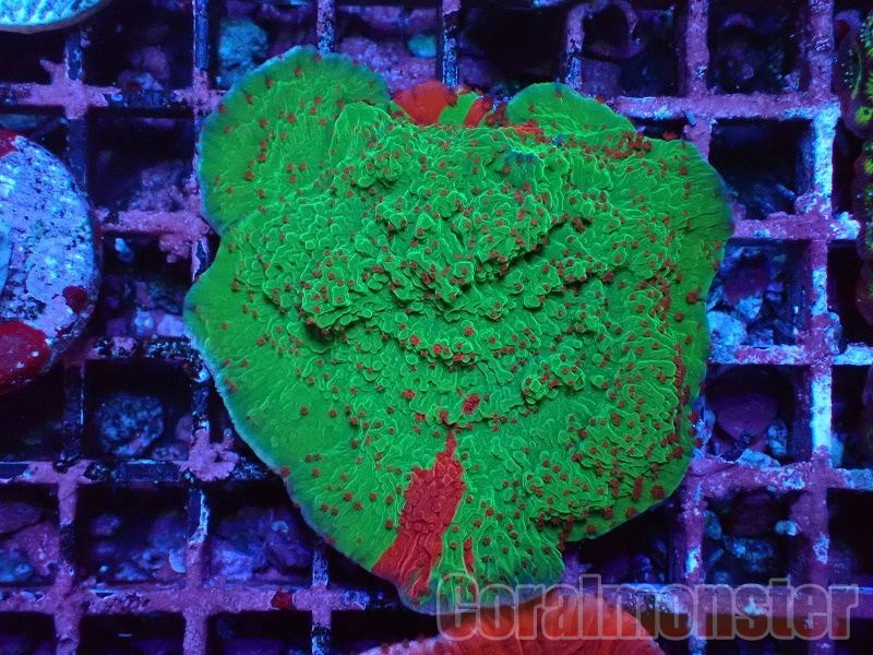 ウスコモンサンゴ(Grafted Montipora) 039 kishi｜サンゴ通販