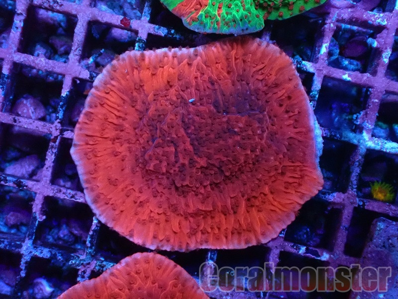 サンゴ現物17】フラワーコーラルフラグ (B-2063) 超絶ブームの
