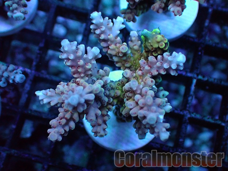 Acropora (ミドリイシ）Frag インドネシア産　447