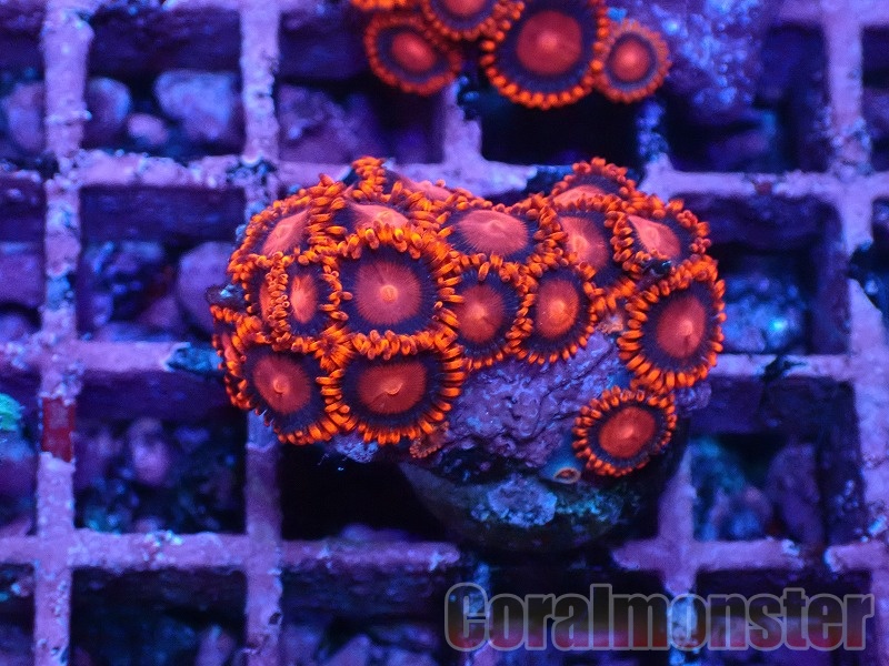 商品検索 | サンゴ通販なら大阪の専門店 Coralmonster-コーラルモンスター-