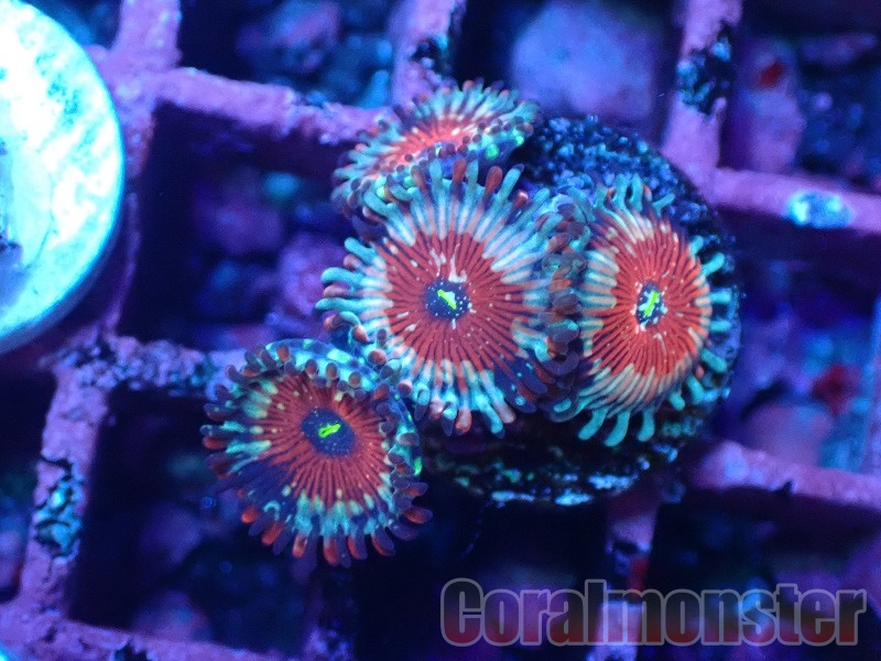 マメスナギンチャク