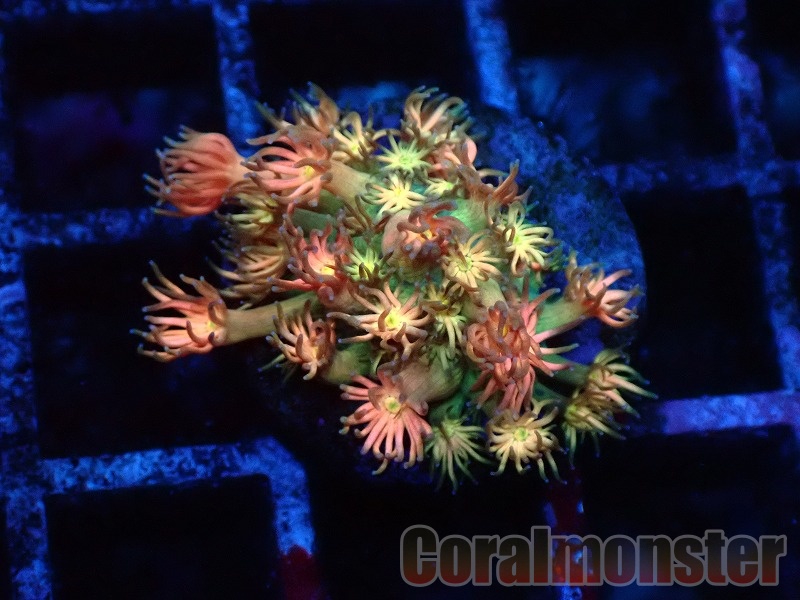 オーロラスター　コーラル　sp CE Acro Cherry Blossom No.1 - 海水魚専門店 ceppo onlinestore