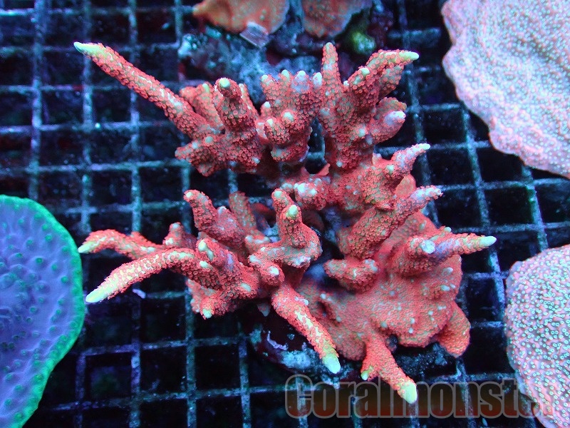 エダコモンサンゴ