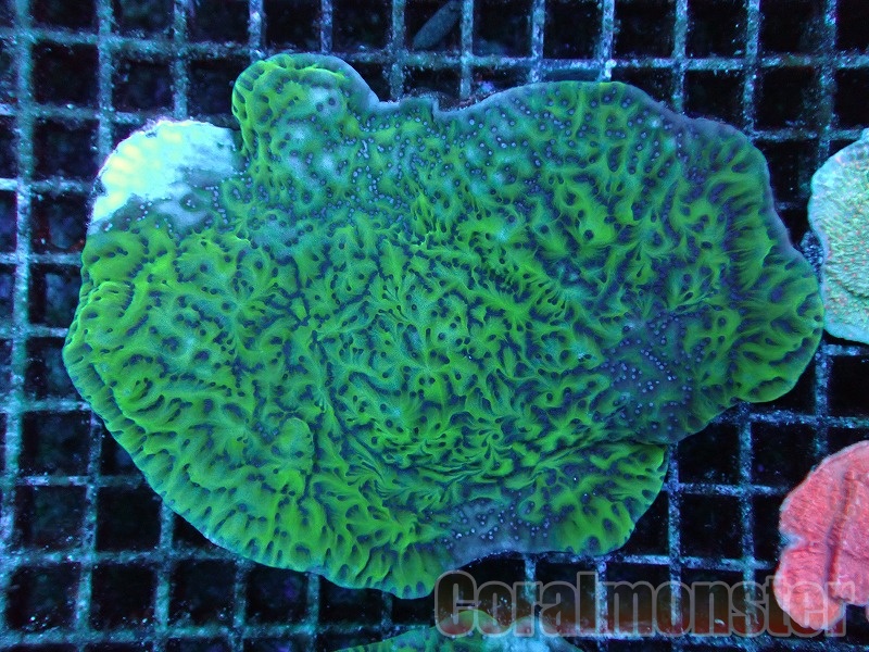【 HIMAWARI 】コモンサンゴ　ゴーディグリーン　超極上個体【 1円スタート サンゴ 】 コモンサンゴ