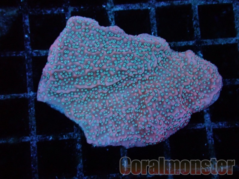 モミジ　サンゴカク　【品番3403】 モミジ サンゴカク 【品番3403】 モミジ：珊瑚閣（サンゴカク）4