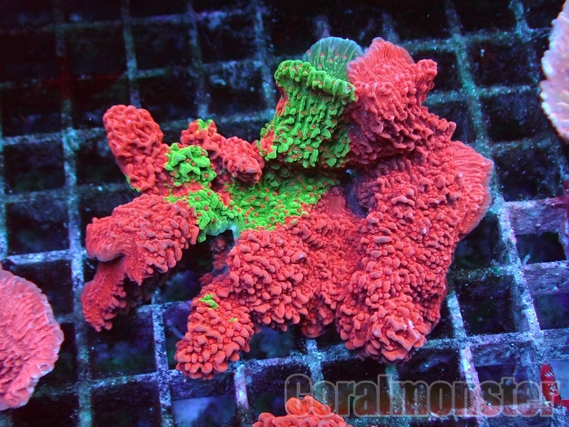 ナガレハナサンゴ!15時までのご注文で当日発送 (t136