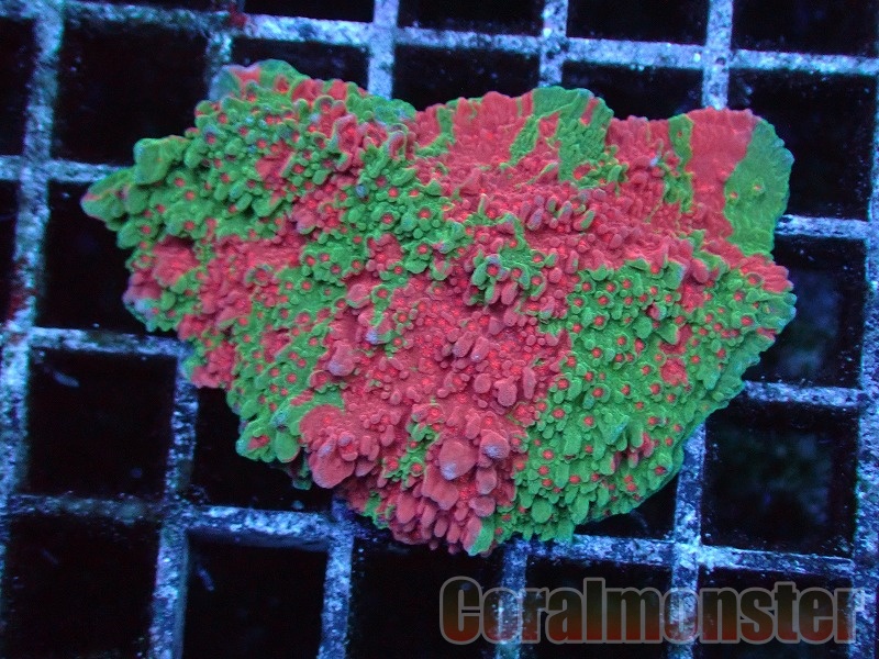 ウスコモンサンゴ RedとGreen 7X3,5cm ウスコモンサンゴ RedとGreen 7X3,5cm - メルカリ