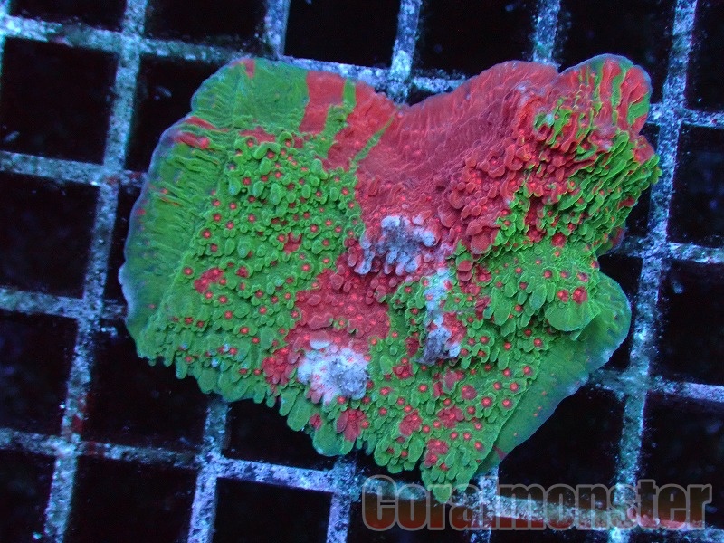 ウスコモンサンゴ(Grafted Montipora) 025｜サンゴ通販なら大阪