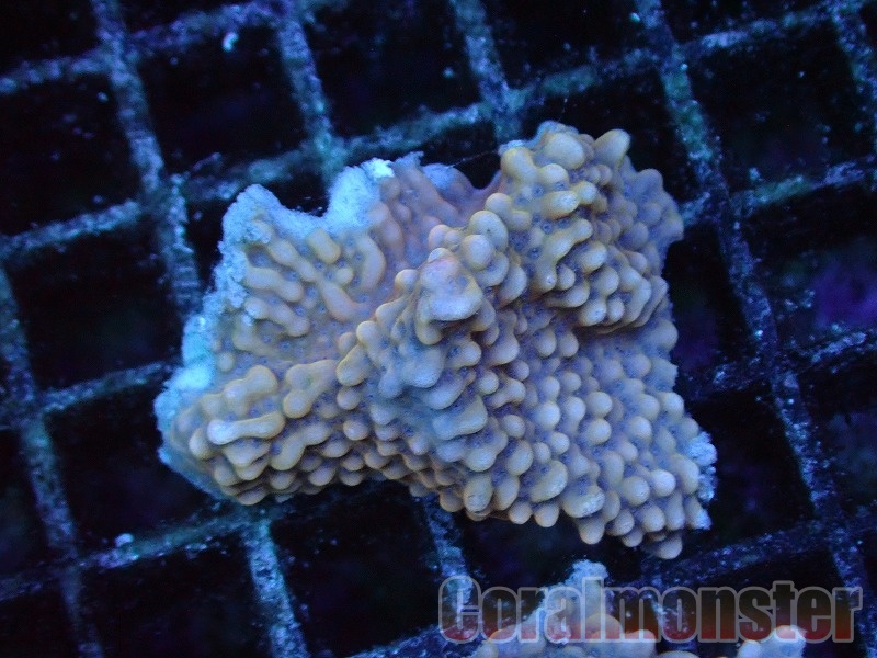 ウスコモンサンゴ　レッド　2つセット コモンサンゴ