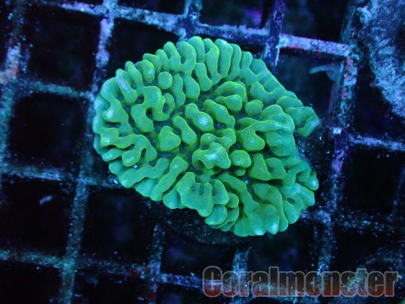 商品検索 | サンゴ通販なら大阪の専門店 Coralmonster-コーラル