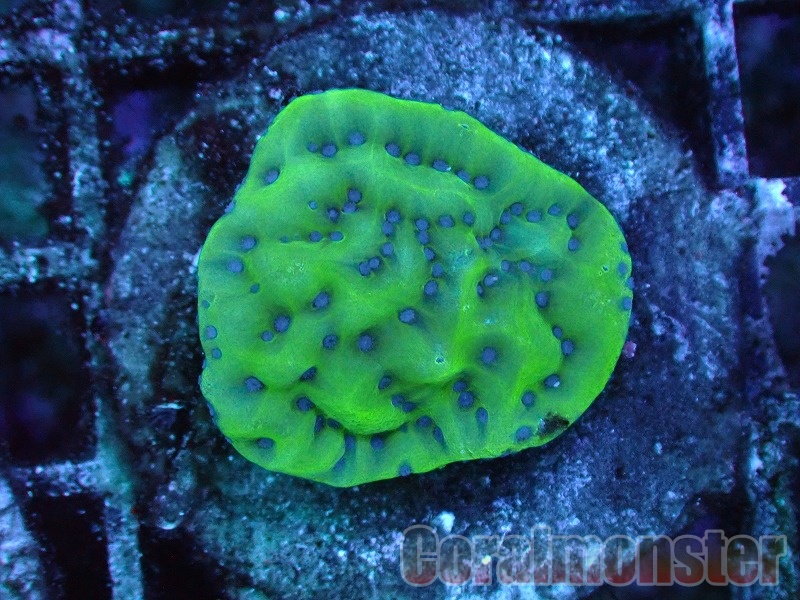 【 HIMAWARI 】コモンサンゴ　ゴーディグリーン　超極上個体【 1円スタート サンゴ 】 コモンサンゴ