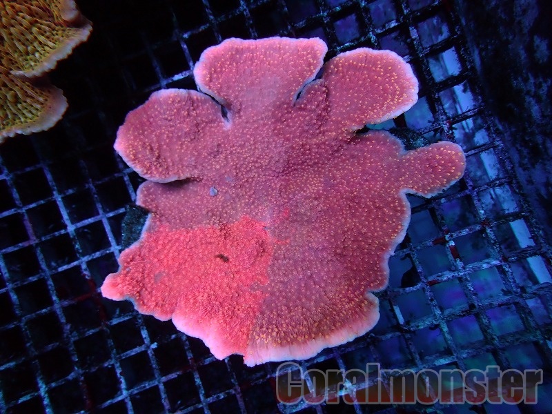 Grafted Montipora