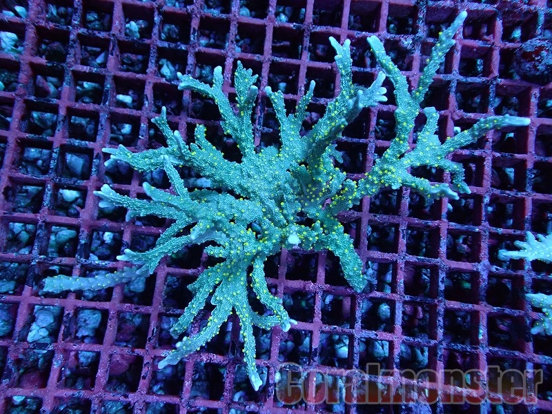 Grafted Montipora