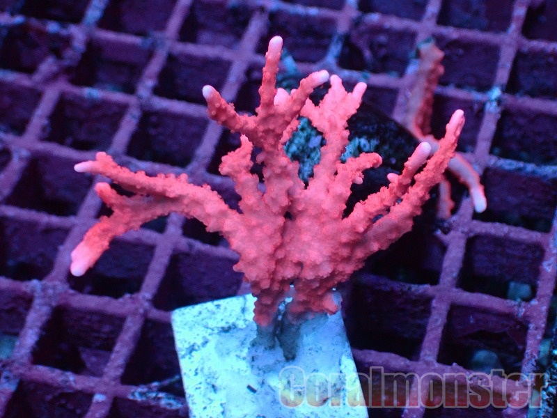 No.145 浅場ミドリイシ|SPS ハードコーラル アクアスタイルユー サンゴ