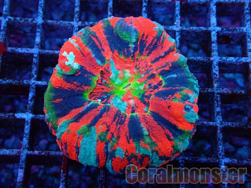 コリアス（1オス・オランダ産） Grande Man】コリドラス レオパルダス ペルー | 熱帯魚(淡水魚