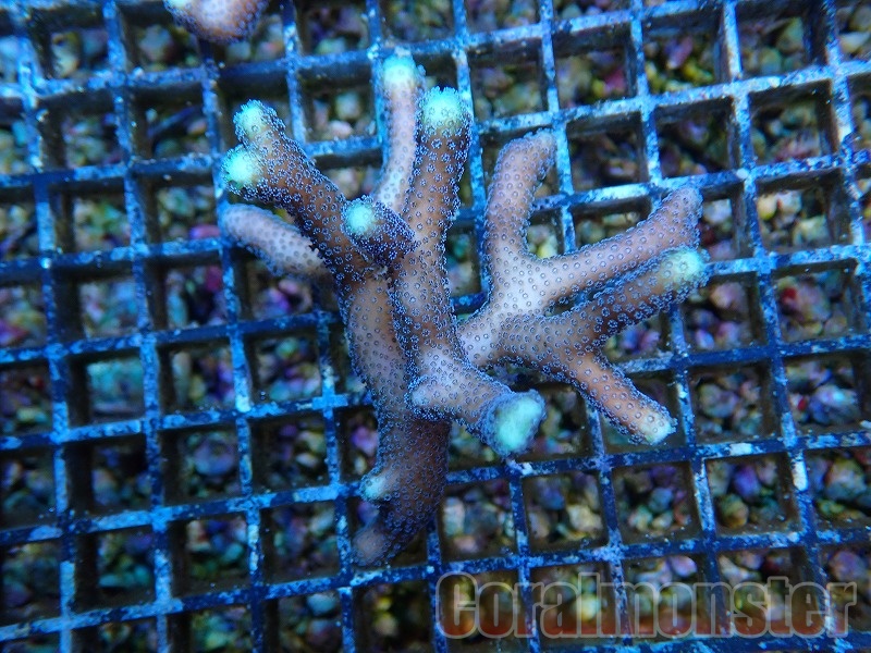 AQUA Coral出品ページ 商品検索 | サンゴ通販なら大阪の専門店 Coralmonster-コーラル