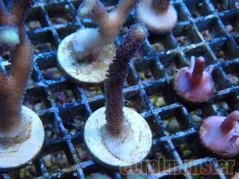 AQUA Coral出品ページ 商品検索 | サンゴ通販なら大阪の専門店 Coralmonster-コーラル