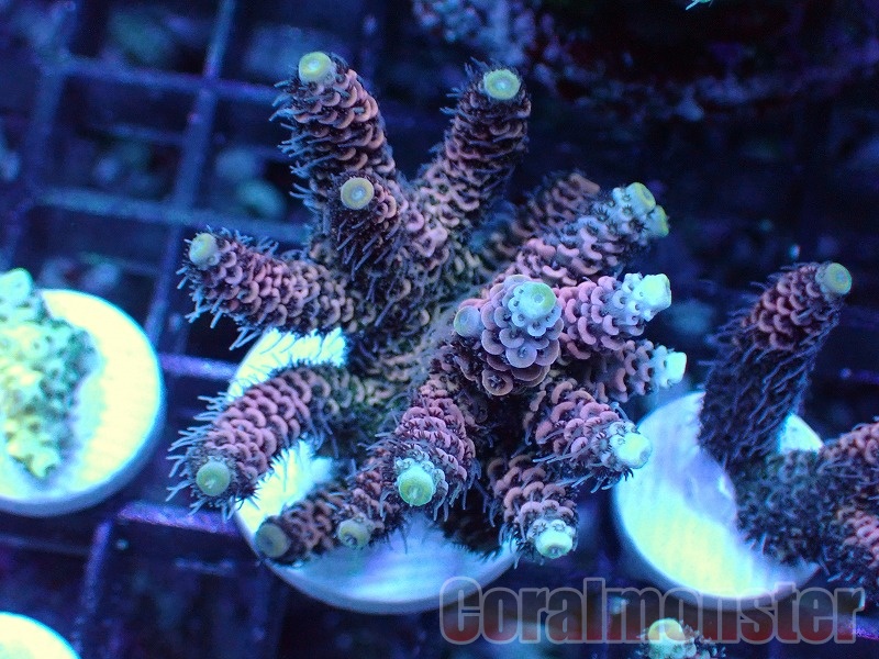 Acropora (ハイマツミドリイシ）Rainbow Frag インドネシア産