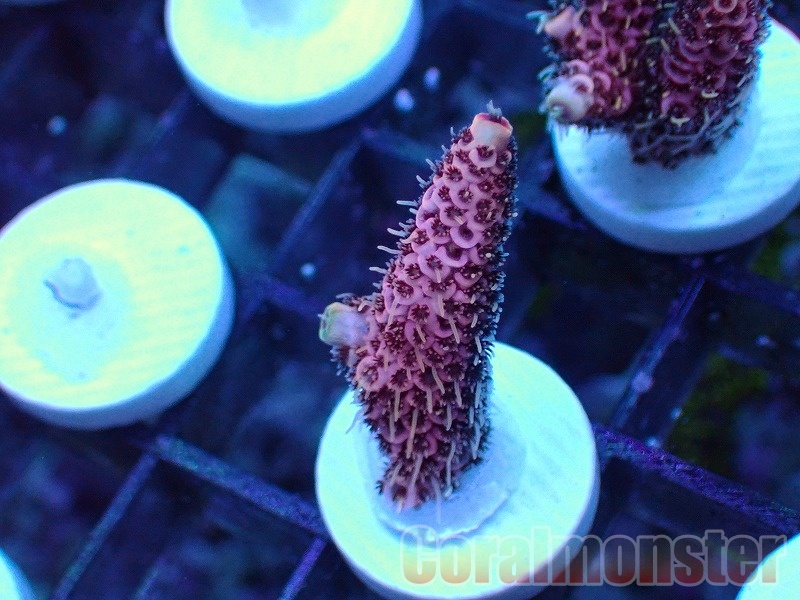 繁殖池 英)繁殖池 / Breeding Pool【RVR】 No.275｜MtG通販サイト